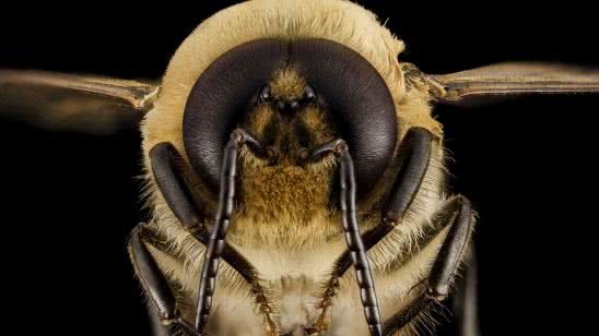 queen honey bee uhd 4k wallpaper