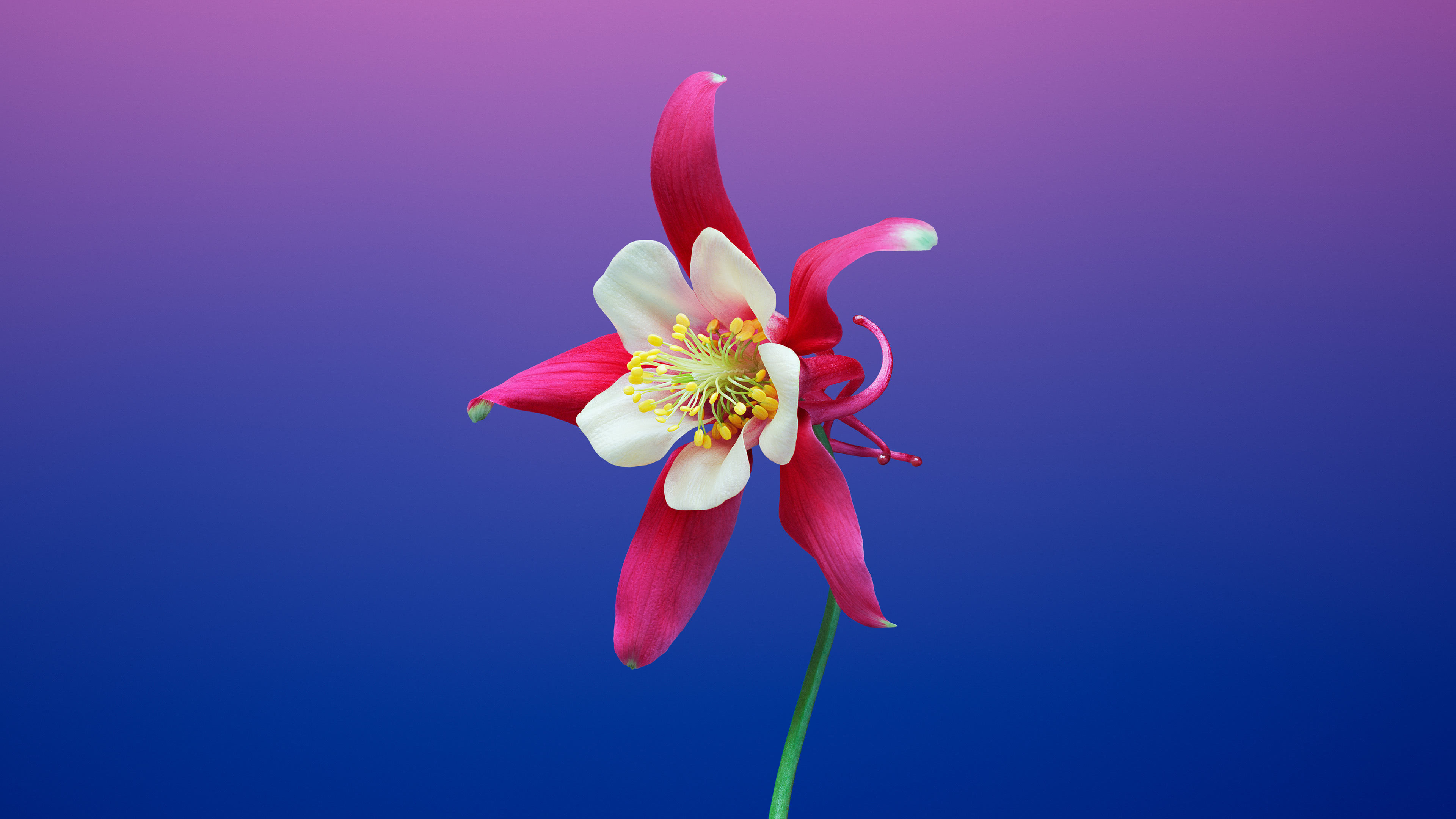 Mac OSX  Mojave Flower Background UHD 4K Wallpaper | Pixelz