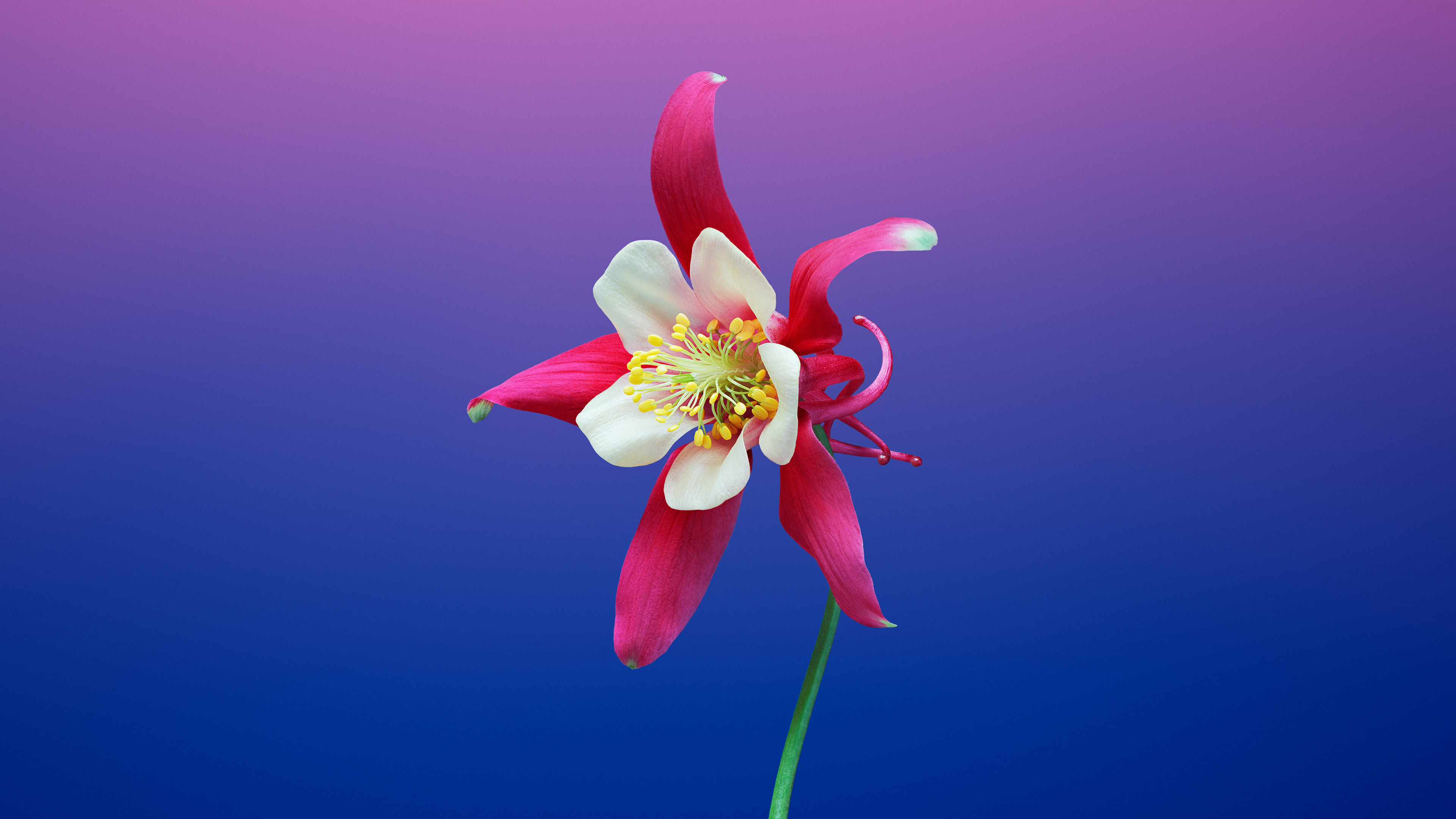 Mac Osx 10 14 Mojave Flower Background Uhd 4k Wallpaper Pixelz