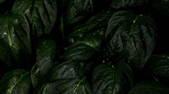 rain drops leaves uhd 4k wallpaper
