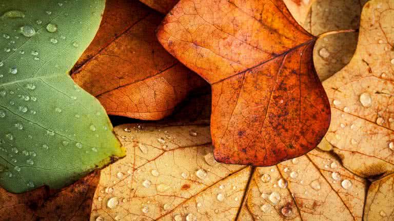 Autumn Leaves UHD 4K Wallpaper 
