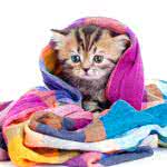 kitten in a blanket uhd 4k wallpaper