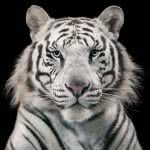 bengal tiger white wqhd 1440p wallpaper