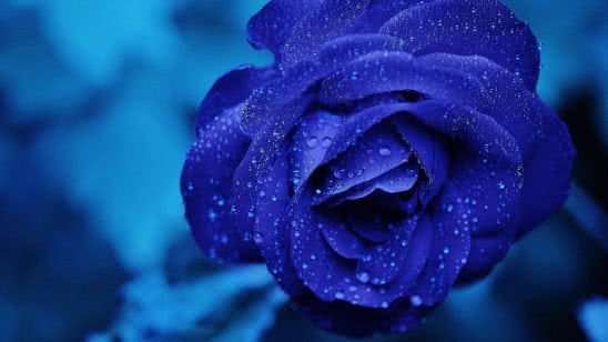 blue rose with water droplets uhd 4k wallpaper
