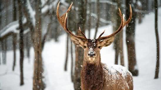 deer in snow wqhd 1440p wallpaper