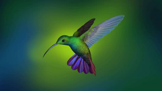 hummingbird wqhd 1440p wallpaper